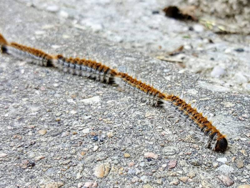 Qu’est-ce qu’une chenille processionnaire et sur quel arbre elle se niche ?
