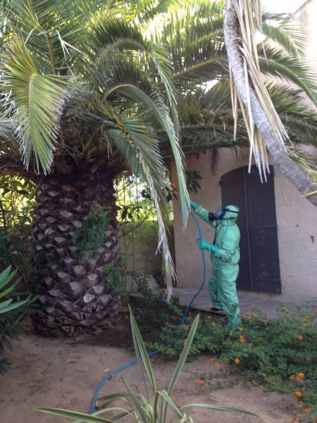 Carré vert Service est intervenu dans le jardin d’une villa à La Londe-les-Maures pour le traitement de palmiers
