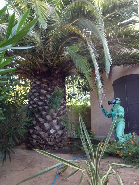 Les équipes de Carré Vert Service sont intervenus en apportant un traitement phytosanitaire aux palmiers atteints, ils ont su apporter le traitement nécessaire pour sauver les palmiers de ce jardin varois.