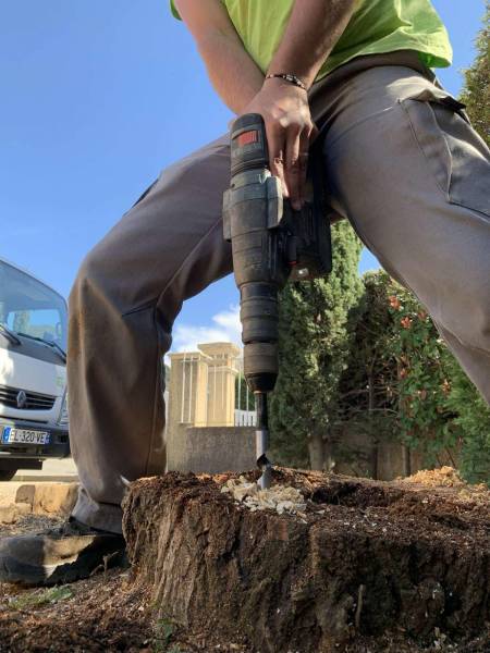 Destruction de souche d’arbre à Hyères