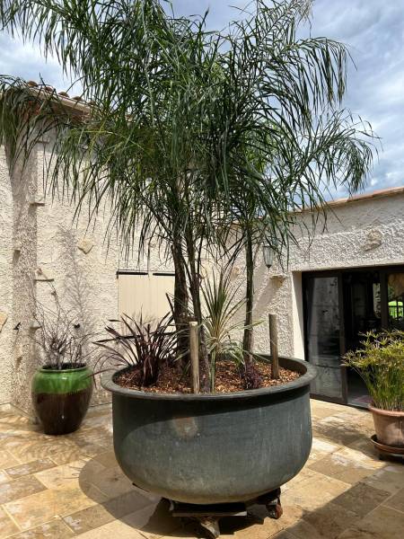 Quels plantes pour le climat du var