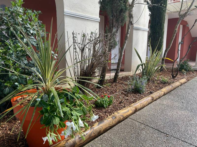 Quels paillis choisir pour ses plantes à Toulon