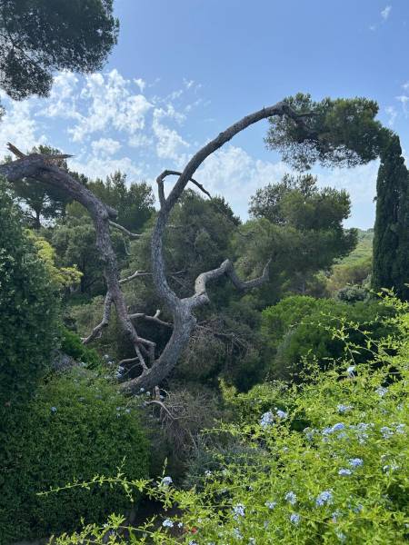 Arbre cassé qui menace de tomber dans le Var que faire