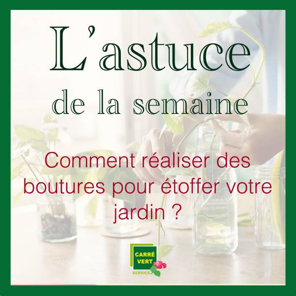 L’astuce de la semaine : Comment réaliser des boutures pour étoffer votre jardin ?