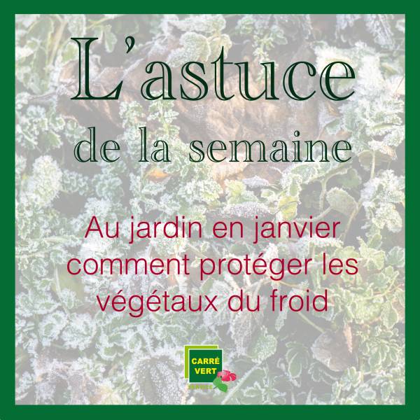 Au jardin en janvier, il est important de protéger les végétaux du froid afin de s'assurer qu'ils passeront l'hiver en bonne santé. 