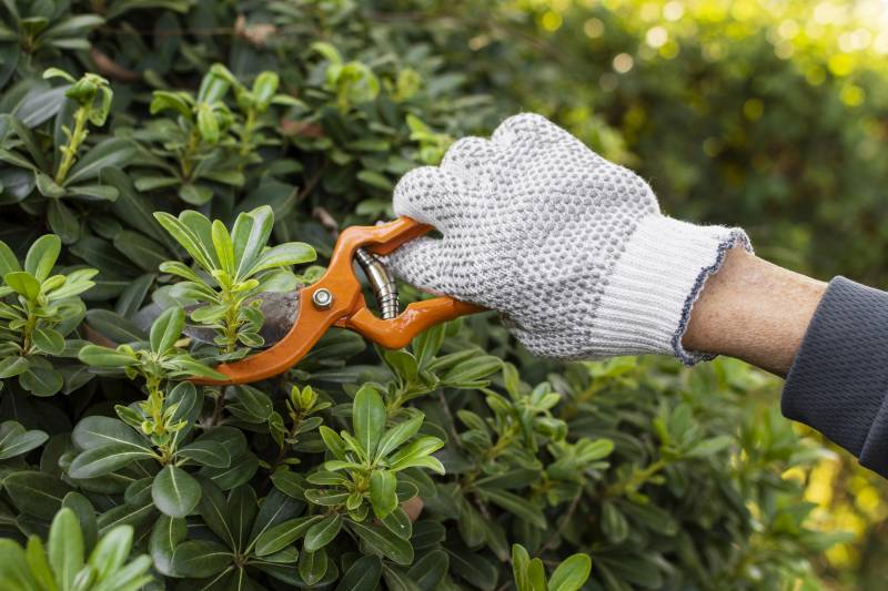 Tailler vos arbres cet hiver pour un jardin prêt au Printemps