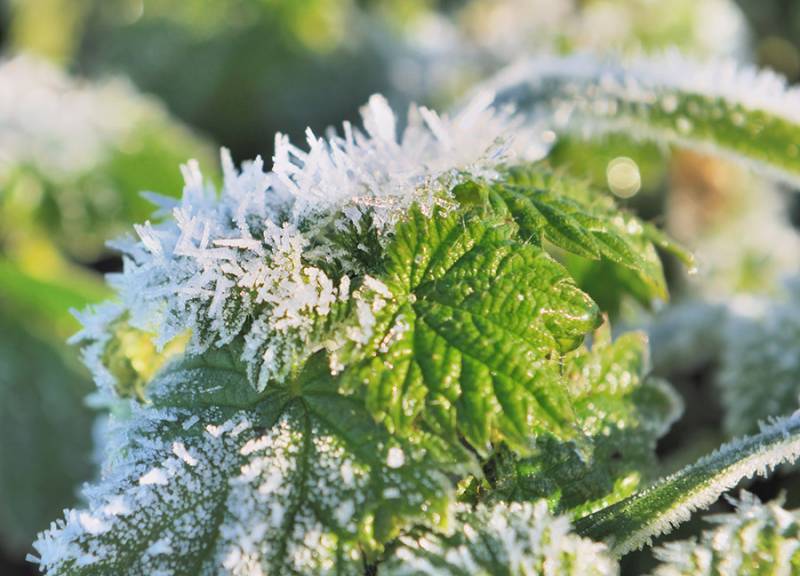 Découvrez notre astuce de la semaine : Comment préparer son jardin au froid de l’hiver ?