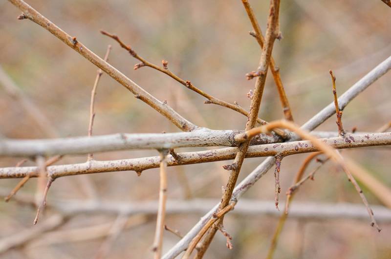 Au mois de février, il est recommandé de tailler les arbres et les végétaux avant qu'ils ne commencent à bourgeonner