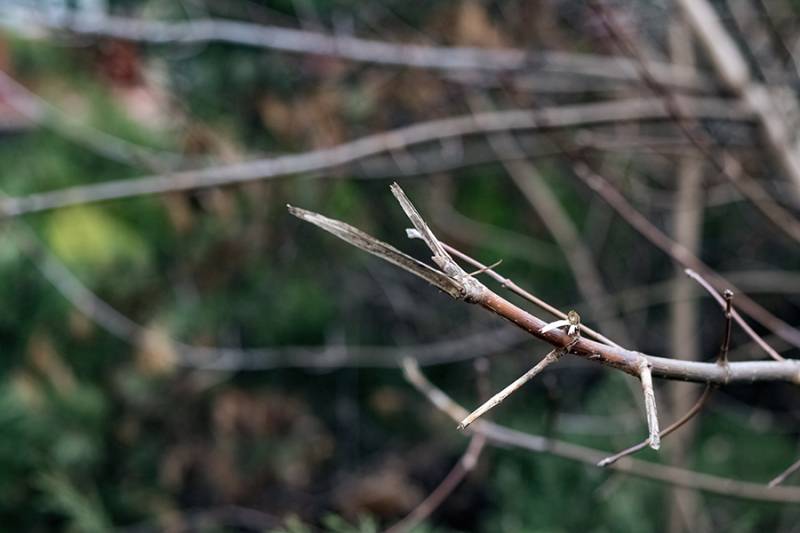Cela permet de retirer les branches mortes ou malades et de donner à l'arbre ou à la plante une forme plus esthétique. 