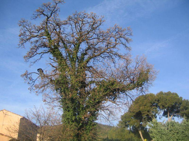 Travaux d'élagage pour arbre de grande hauteur sur Toulon