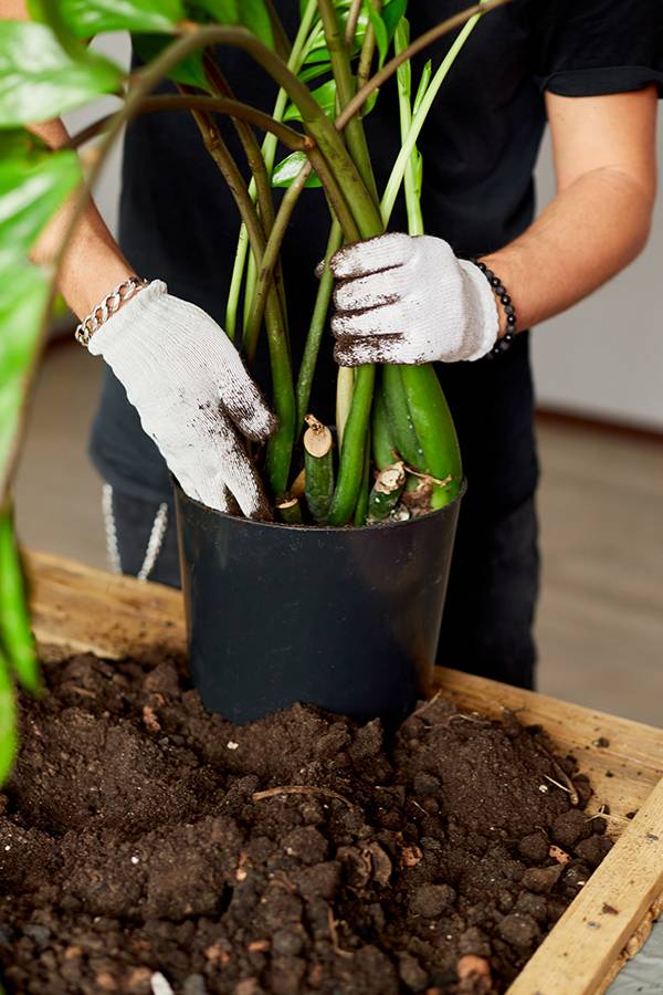 Notre astuce de la semaine : Que faire au jardin au mois de mai ?