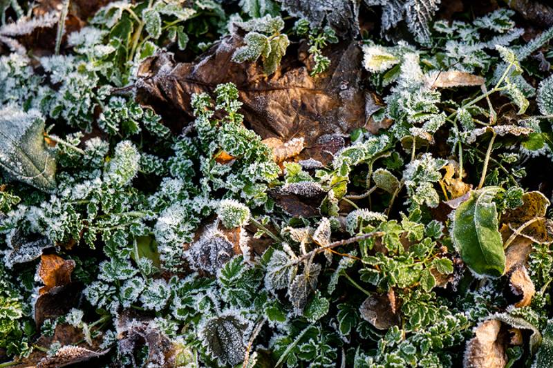 Au jardin en janvier comment protéger les végétaux du froid