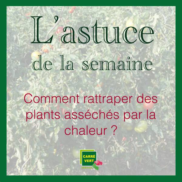 L’astuce de la semaine : Comment rattraper des plants asséchés par la chaleur ?