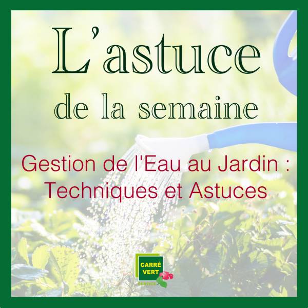 Utilisez un Système d'Arrosage Goutte-à-Goutte