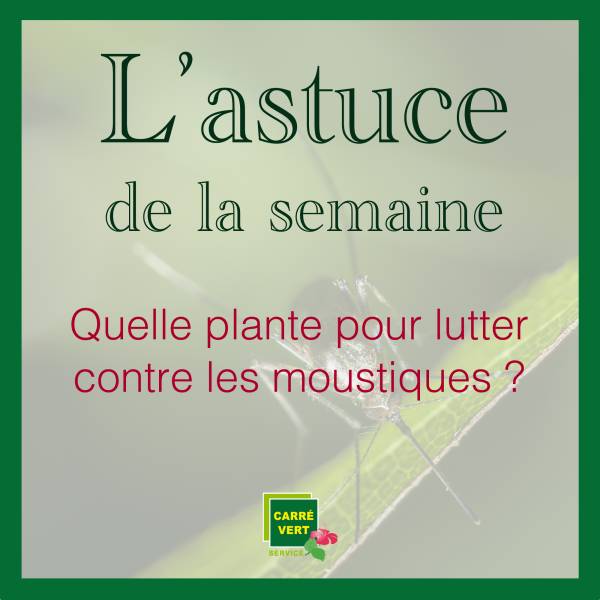 Astuce de la semaine : Quelle plante pour lutter contre les moustiques ?