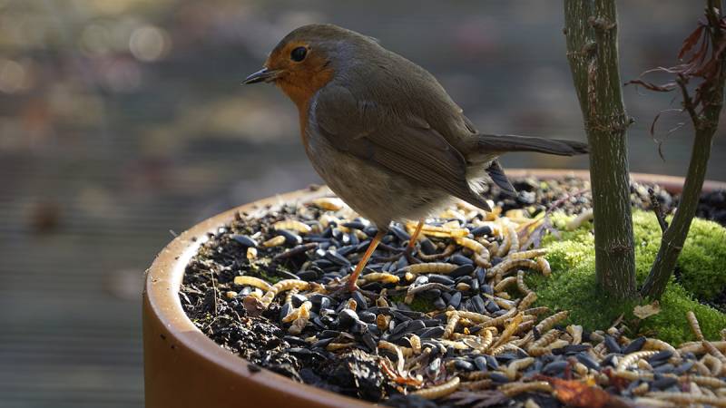 Alimenter les Oiseaux avec des Graines Adaptées