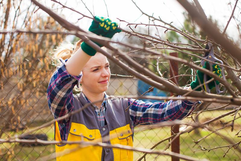  Il existe plusieurs techniques de taille en fonction de l'arbre ou de la plante que vous souhaitez tailler. Voici quelques conseils généraux :